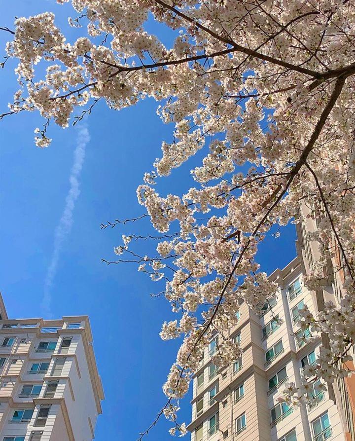 Near The Swiss Grand 110㎡ 3bedrooms * Seoul